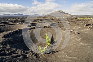 Landscape of volcanic vineyards of La Geria, Lanzarote, Canary Islands, Spain