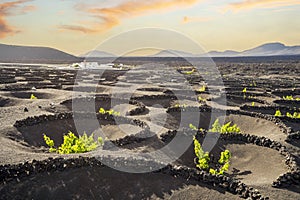 Landscape of volcanic vineyards of La Geria, Lanzarote, Canary Islands, Spain