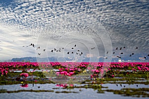 Landscape of Vvew of Red Lotus Lake and A flock of flying birds on bule sky background