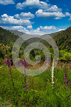 Landscape in Waioeka Gorge Scenic Reserve, North Island, New Zealand