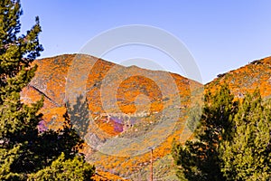 Landscape in Walker Canyon during the superbloom, California poppies covering the mountain valleys and ridges, Lake Elsinore,