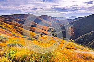 Landscape in Walker Canyon during the superbloom, California poppies covering the mountain valleys and ridges, Lake Elsinore,