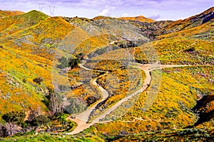 Landscape in Walker Canyon during the superbloom, California poppies covering the mountain valleys and ridges, Lake Elsinore,