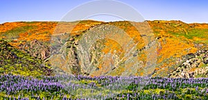 Landscape in Walker Canyon during the superbloom, California poppies covering the mountain valleys and ridges, Lake Elsinore,