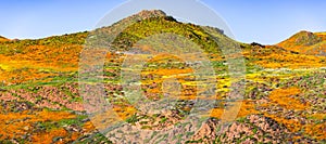 Landscape in Walker Canyon during the superbloom, California poppies covering the mountain valleys and ridges, Lake Elsinore,