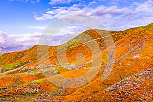 Landscape in Walker Canyon during the superbloom, California poppies covering the mountain valleys and ridges, Lake Elsinore,