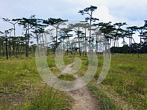 Landscape of walking path in forest