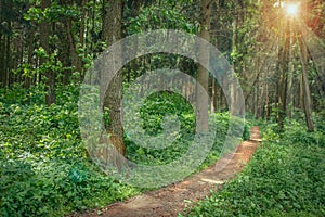 Landscape of walking path in green summer forest