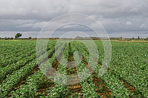 Landscape wallpaper. Field cultivated in straight rows