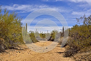 Landscape and Wash of the Sonoran Desert
