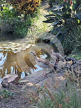 Landscape Water Feature