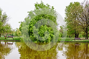 Water and green weeping willow trees on the shoreline of Titan Lake in Alexandru Ioan Cuza (IOR) Park in Bucharest photo