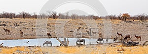 Landscape waterhole with kudu, topi topi and Springbok