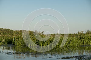 Landscape with waterline,  birds,  reeds,  vegetation and Sulina lighthouse in Danube Delta,  Romania,  in a sunny summer day