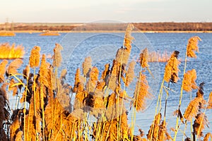 Landscape with waterline, reeds birds and vegetation