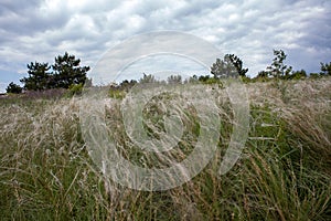 The landscape with the waving spear grass.