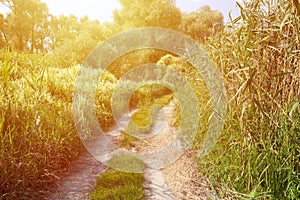 Landscape on the way in the marsh field