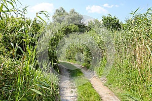 Landscape on the way in the marsh field