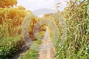 Landscape on the way in the marsh field