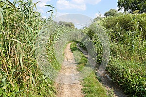 Landscape on the way in the marsh field