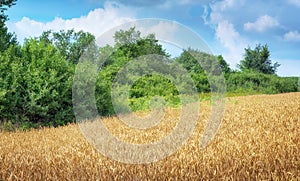 Landscape with weat field and trees