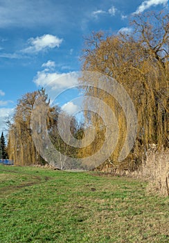 Landscape with a weeping willow tree in Bavaria