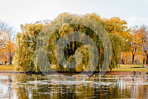 Landscape of a weeping willow tree during the fall by the pond in Riverside Park in Grand Rapids Michigan