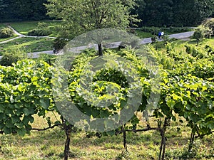 Landscape of The Wein Trail or Wein-Erlebnispfad - Flower Island Mainau on the Lake Constance or Die Blumeninsel im Bodensee