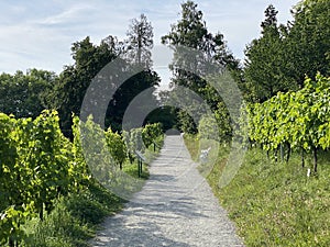 Landscape of The Wein Trail or Wein-Erlebnispfad - Flower Island Mainau on the Lake Constance or Die Blumeninsel im Bodensee