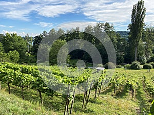 Landscape of The Wein Trail or Wein-Erlebnispfad - Flower Island Mainau on the Lake Constance or Die Blumeninsel im Bodensee