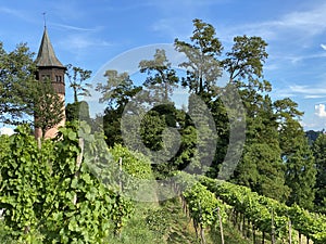 Landscape of The Wein Trail or Wein-Erlebnispfad - Flower Island Mainau on the Lake Constance or Die Blumeninsel im Bodensee