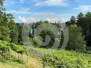 Landscape of The Wein Trail or Wein-Erlebnispfad - Flower Island Mainau on the Lake Constance or Die Blumeninsel im Bodensee