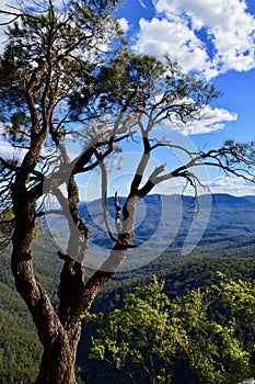 A landscape at Wentworth Falls in the Blue Mountains