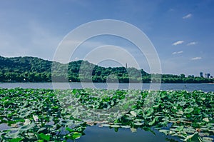 Landscape of West Lake with lotus leaves, and Baochu Pagoda on top of Baoshi Hill, in Hangzhou, China