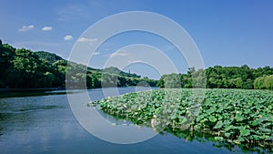 Landscape of West Lake with lotus leaves, and Baochu Pagoda on top of Baoshi Hill, in Hangzhou, China