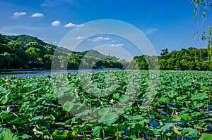 Landscape of West Lake with lotus leaves, and Baochu Pagoda on top of Baoshi Hill, in Hangzhou, China