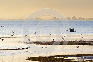 Landscape of a wetland at Nafplio in Greece with a flock of birds (Charadrius species) flying.