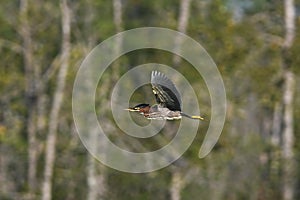 Green Heron bird in flight over marsh