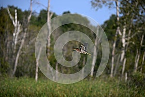 Green Heron bird in flight over marsh