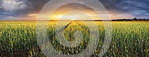 Landscape with wheat field, agriculture - panorama