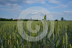 A landscape of a wheat field and a beautiful blue sky with clouds.