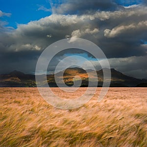 Landscape of wheat field in front of mountains