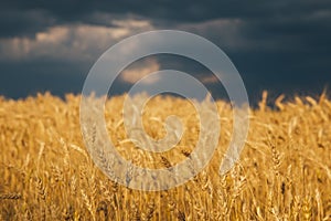 Landscape of wheat field at sunset after rain