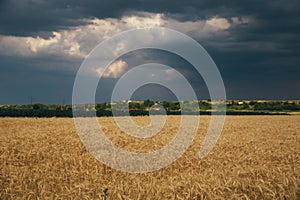 Landscape of wheat field at sunset after rain