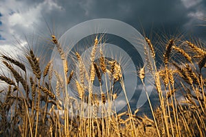 Landscape of wheat field at sunset after rain