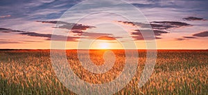 Landscape Of Wheat Field Under Scenic Summer Dramatic Sky In Sunset Dawn Sunrise. Skyline. Panorama, Panoramic View