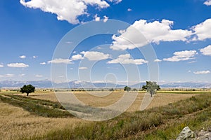 Landscape with wheat fields and cloudy sky