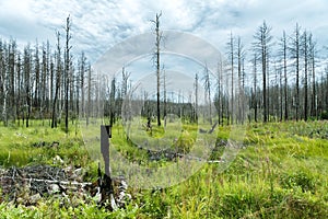 Landscape where nature is slowly recovering from a forest fire