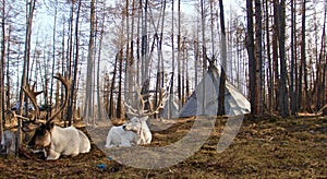 Landscape of white elks with big horns sitting in a forest with camping tents on the background