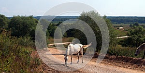 `Landscape with a  white horse`, on a country road a white horse